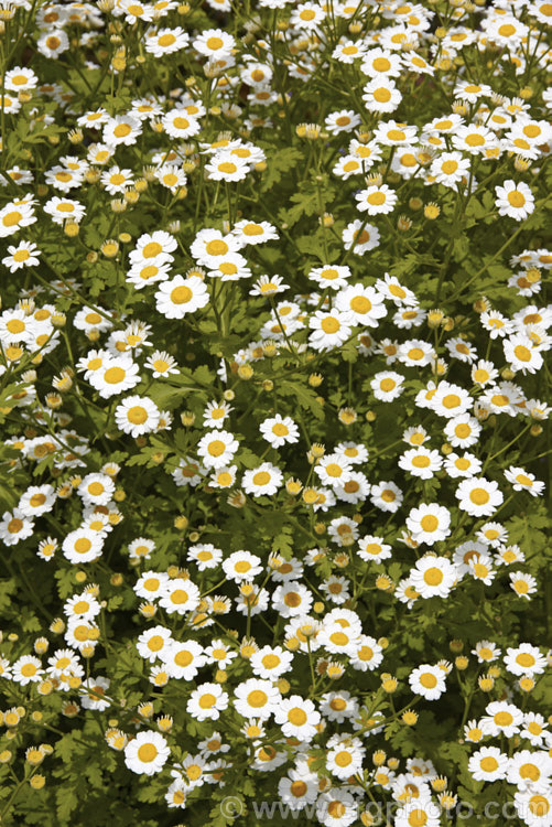 Feverfew (<i>Tanacetum parthenium [syn. Chrysanthemum parthenium]), a summer-flowering southern European perennial with strongly aromatic foliage long used in herbal medicine, principally as a headache cure. tanacetum-2130htm'>Tanacetum.