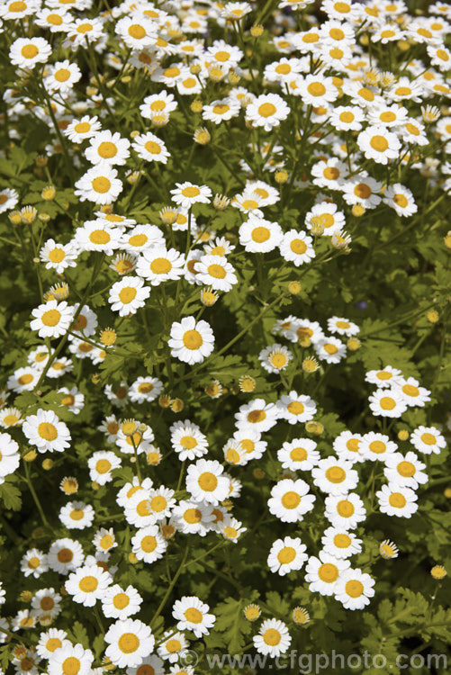 Feverfew (<i>Tanacetum parthenium [syn. Chrysanthemum parthenium]), a summer-flowering southern European perennial with strongly aromatic foliage long used in herbal medicine, principally as a headache cure. tanacetum-2130htm'>Tanacetum.