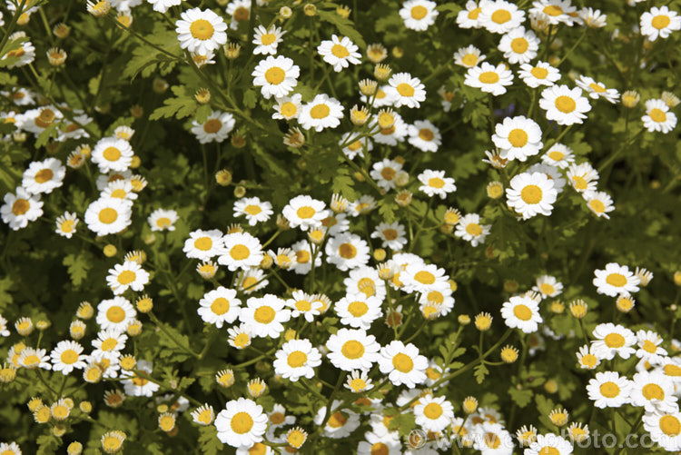 Feverfew (<i>Tanacetum parthenium [syn. Chrysanthemum parthenium]), a summer-flowering southern European perennial with strongly aromatic foliage long used in herbal medicine, principally as a headache cure. tanacetum-2130htm'>Tanacetum.