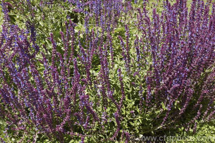 Salvia nemorosa 'Superba', a cultivar of a late spring- to early autumn-flowering sage native to Europe and Central Asia. It is around 60cm high when in flower and can make a clump up to 1m across 'Superba' is more compact than the species. Order: Lamiales, Family: Lamiaceae