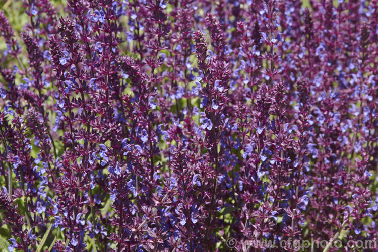 Salvia nemorosa 'Superba', a cultivar of a late spring- to early autumn-flowering sage native to Europe and Central Asia. It is around 60cm high when in flower and can make a clump up to 1m across 'Superba' is more compact than the species. Order: Lamiales, Family: Lamiaceae
