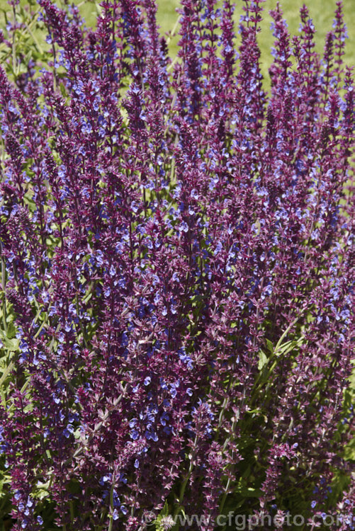 Salvia nemorosa 'Superba', a cultivar of a late spring- to early autumn-flowering sage native to Europe and Central Asia. It is around 60cm high when in flower and can make a clump up to 1m across 'Superba' is more compact than the species. Order: Lamiales, Family: Lamiaceae