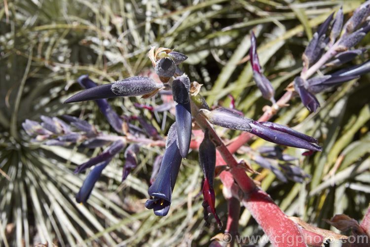 Puya spathacea, a clumping terrestrial bromeliad native to north-central Argentina. It blooms in summer and the flower stems are over 1m tall. The blue flowers contrast with the pink of the stems and sepals