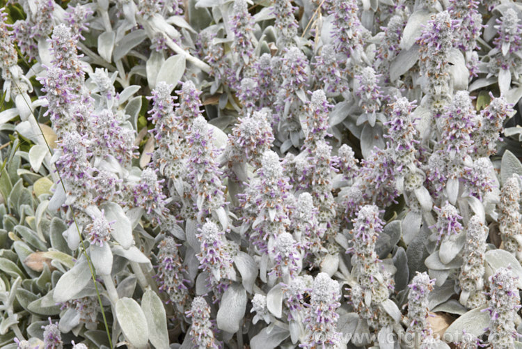 Lamb's Ears (<i>Stachys byzantina [syn. Stachys lanata]), an evergreen silver-haired perennial found from the Caucasus to Iran. Its mauve, early summer-borne flowers are carried on upright spikes in heads known as verticillasters