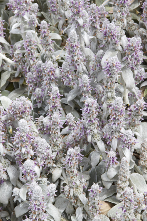Lamb's Ears (<i>Stachys byzantina [syn. Stachys lanata]), an evergreen silver-haired perennial found from the Caucasus to Iran. Its mauve, early summer-borne flowers are carried on upright spikes in heads known as verticillasters