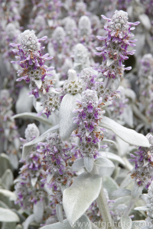 Lamb's Ears (<i>Stachys byzantina [syn. Stachys lanata]), an evergreen silver-haired perennial found from the Caucasus to Iran. Its mauve, early summer-borne flowers are carried on upright spikes in heads known as verticillasters