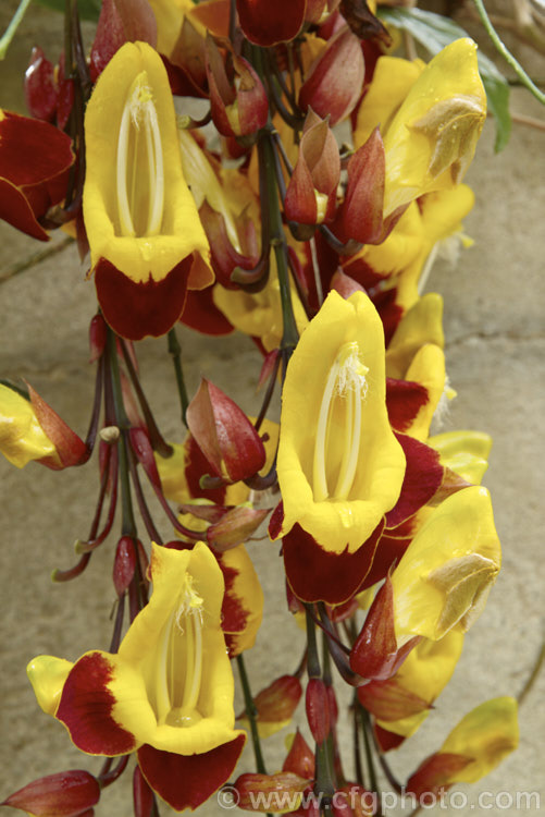 Thunbergia mysorensis, a twining, evergreen climber with long, pendulous racemes of flowers that open throughout the warmer month. It is native to India Order: Asterales, Family: Asteraceae