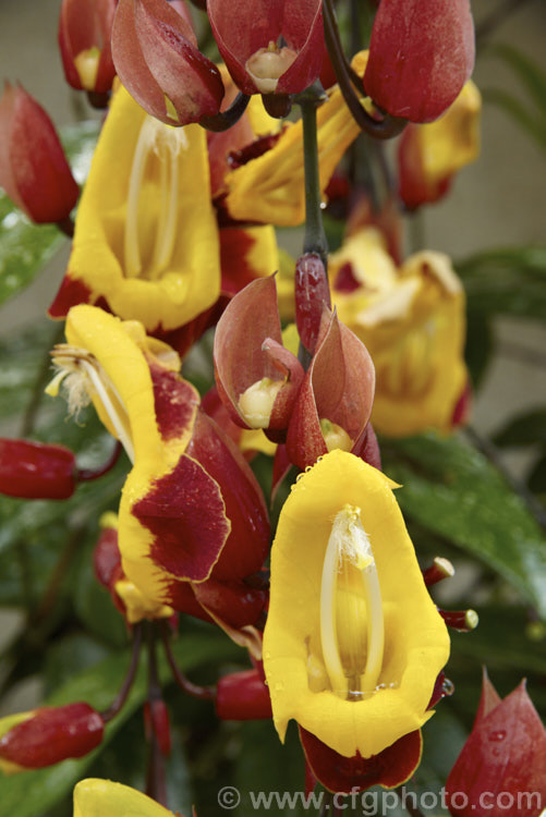 Thunbergia mysorensis, a twining, evergreen climber with long, pendulous racemes of flowers that open throughout the warmer month. It is native to India Order: Asterales, Family: Asteraceae