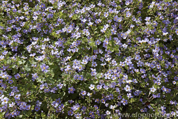 <a href='scrophulariaceae-plant-family-photoshtml'>Scrophulariaceae</a>