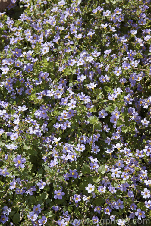 <a href='scrophulariaceae-plant-family-photoshtml'>Scrophulariaceae</a>