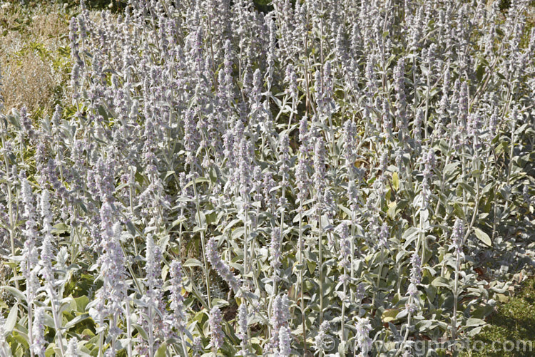 Lamb's Ears (<i>Stachys byzantina [syn. Stachys lanata]), an evergreen silver-haired perennial found from the Caucasus to Iran. Its mauve, early summer-borne flowers are carried on upright spikes in heads known as verticillasters