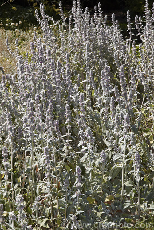 Lamb's Ears (<i>Stachys byzantina [syn. Stachys lanata]), an evergreen silver-haired perennial found from the Caucasus to Iran. Its mauve, early summer-borne flowers are carried on upright spikes in heads known as verticillasters