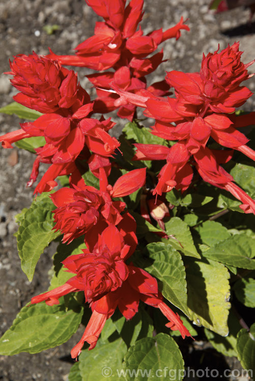 Scarlet Sage (<i>Salvia splendens</i>), a widely cultivated Brazilian annual or short-lived perennial with vivid orange-red to scarlet flowers. The species grows to around 1m tall but there are many smaller cultivars. This is 'Flamex 2000', which is long-flowering and around 30cm tall in bloom. Order: Lamiales, Family: Lamiaceae