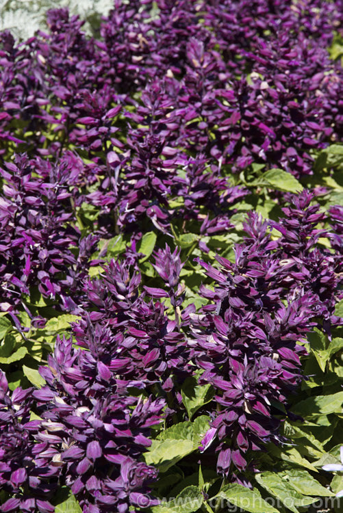 Scarlet Sage (<i>Salvia splendens</i>), a widely cultivated Brazilian annual or short-lived perennial with vivid orange-red to scarlet flowers. The species grows to around 1m tall but there are many smaller cultivars in a range of colours. This is 'Salsa. Dark Purple', which is long-flowering and around 30cm tall in bloom. Order: Lamiales, Family: Lamiaceae