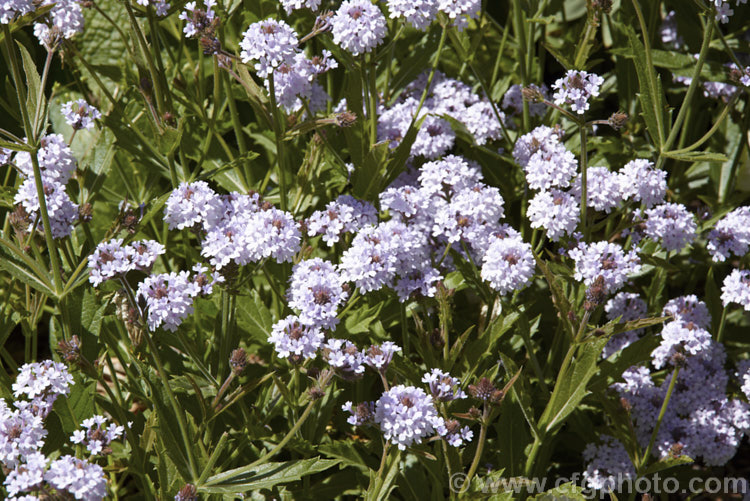 Verbena rigida 'Polaris', a very pale lavender blue-flowered cultivar of the Veined. Verbena a summer-flowering perennial native to southern Brazil and Argentina. It quickly becomes rangy and is often treated as a bedding annual. verbena-2396htm'>Verbena. .