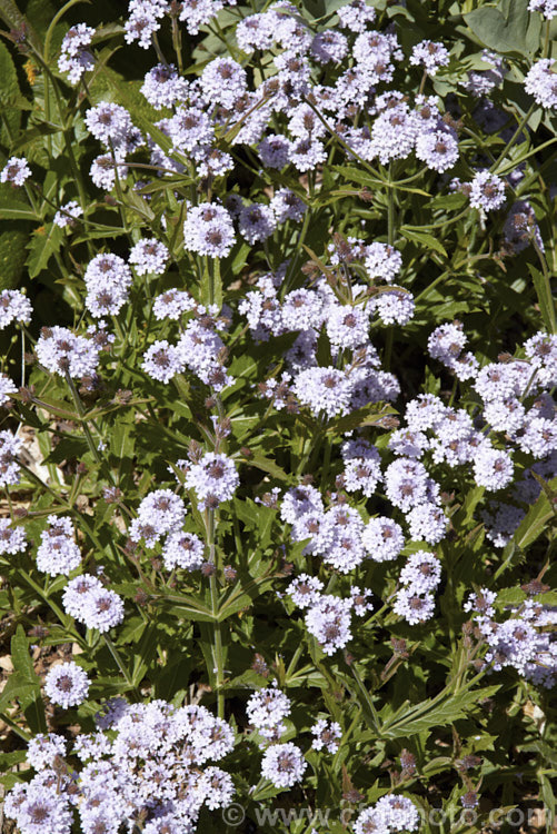 Verbena rigida 'Polaris', a very pale lavender blue-flowered cultivar of the Veined. Verbena a summer-flowering perennial native to southern Brazil and Argentina. It quickly becomes rangy and is often treated as a bedding annual. verbena-2396htm'>Verbena. .