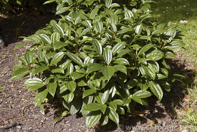 Viburnum davidii, a 30cm-15m high, evergreen shrub native to western China. It produces showy metallic blue fruit but this only develops well if the heads of small, creamy white flowers that open in spring are cross-pollinated. viburnum-2081htm'>Viburnum.. viburnum-2081htm'>Viburnum. <a href='adoxaceae-plant-family-photoshtml'>Adoxaceae</a>.