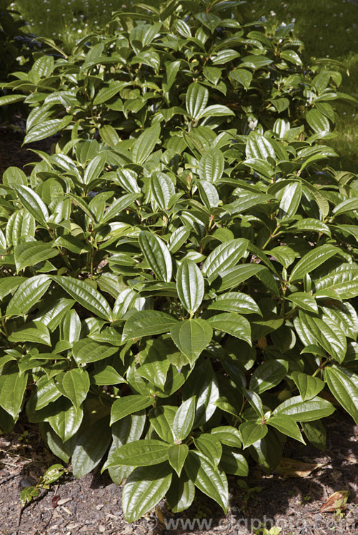 Viburnum davidii, a 30cm-15m high, evergreen shrub native to western China. It produces showy metallic blue fruit but this only develops well if the heads of small, creamy white flowers that open in spring are cross-pollinated. viburnum-2081htm'>Viburnum.. viburnum-2081htm'>Viburnum. <a href='adoxaceae-plant-family-photoshtml'>Adoxaceae</a>.