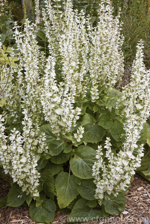 Clary Sage (<i>Salvia sclarea</i>), a 1–2m tall biennial or herbaceous perennial native to the Mediterranean region and central Asia. It has many herbal uses. Order: Lamiales, Family: Lamiaceae