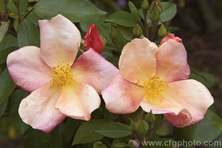 Rosa chinensis 'Mutabilis' (syn 'Tipo. Ideale'), a 25m high form of the China. Rose with bronze new foliage and flowers opening yellow ageing to red. Often all colours of the flower can be seen on the bush at one time. Order: Rosales, Family: Rosaceae