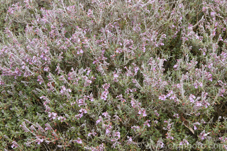 Teucrium subspinosum, an evergreen summer-flowering perennial or subshrub native to Majorca. Its wiry branches bear small spines and the tiny leaves have a white indumentum on the underside. teucrium-2507htm'>Teucrium.