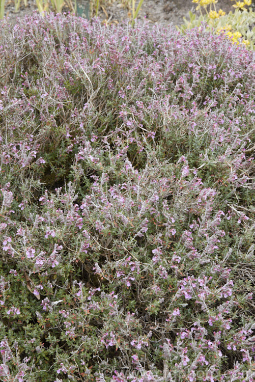 Teucrium subspinosum, an evergreen summer-flowering perennial or subshrub native to Majorca. Its wiry branches bear small spines and the tiny leaves have a white indumentum on the underside. teucrium-2507htm'>Teucrium.