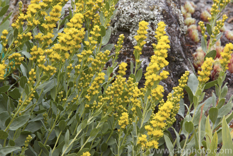 Solidago mollis, a spreading, summer- to early autumn-flowering perennial native to central North America. It forms a clump of 30-60cm tall blue-green stems and leaves topped with spikes of small, bright yellow flowers.