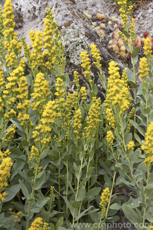 Solidago mollis, a spreading, summer- to early autumn-flowering perennial native to central North America. It forms a clump of 30-60cm tall blue-green stems and leaves topped with spikes of small, bright yellow flowers.