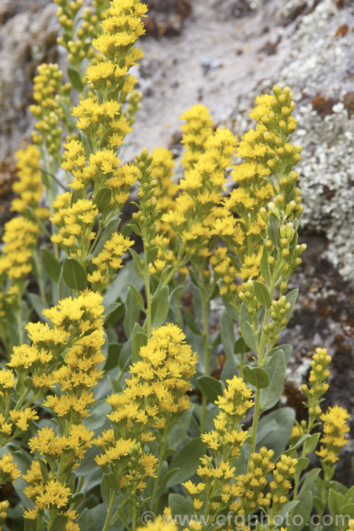 Solidago mollis, a spreading, summer- to early autumn-flowering perennial native to central North America. It forms a clump of 30-60cm tall blue-green stems and leaves topped with spikes of small, bright yellow flowers.