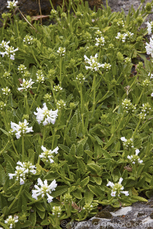 Stachys officinalis 'Alba', a white-flowered form of Bishop's Wort or Betony, a 1m high summer-flowering Eurasian perennial herb sometimes used medicinally