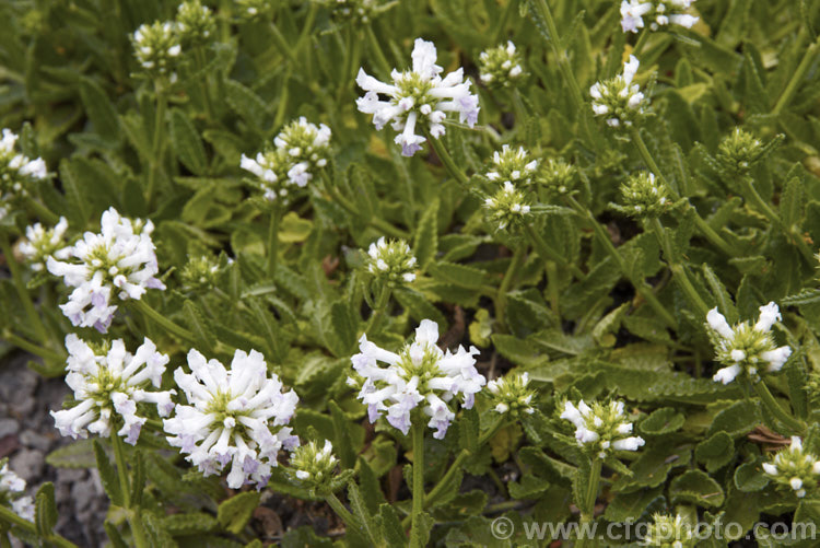 Stachys officinalis 'Alba', a white-flowered form of Bishop's Wort or Betony, a 1m high summer-flowering Eurasian perennial herb sometimes used medicinally