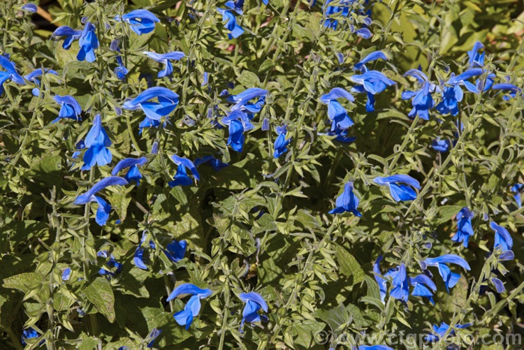 Gentian Sage (<i>Salvia patens</i>), a 30–100cm high, late summer- to autumn-flowering herbaceous perennial found over large parts of central Mexico. There are several cultivated forms differing in size and flower colour. Order: Lamiales, Family: Lamiaceae