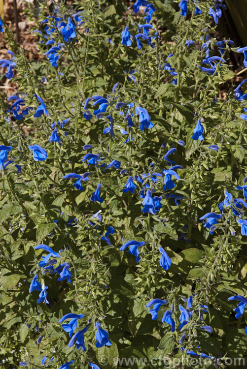 Gentian Sage (<i>Salvia patens</i>), a 30–100cm high, late summer- to autumn-flowering herbaceous perennial found over large parts of central Mexico. There are several cultivated forms differing in size and flower colour. Order: Lamiales, Family: Lamiaceae