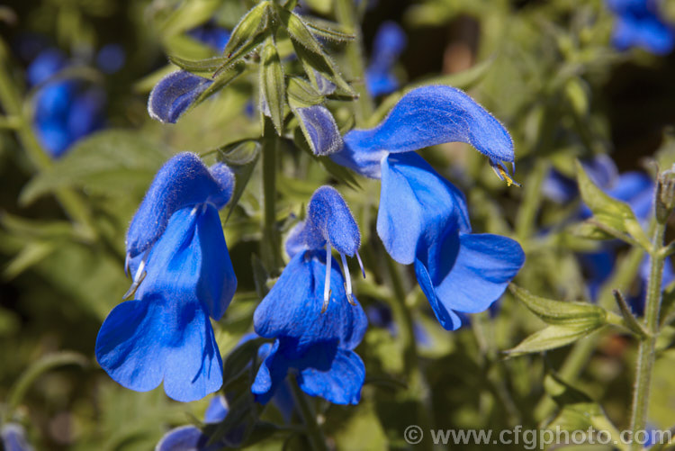 Gentian Sage (<i>Salvia patens</i>), a 30–100cm high, late summer- to autumn-flowering herbaceous perennial found over large parts of central Mexico. There are several cultivated forms differing in size and flower colour. Order: Lamiales, Family: Lamiaceae