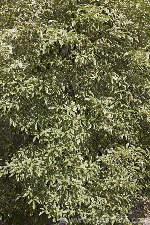 Variegated Elderberry (<i>Sambucus nigra 'Marginata'), a variegated cultivar of a spring-flowering Eurasian deciduous shrub that often naturalises and can become a weed. Its flowers and fruit can be used for wine making. The foliage edges of 'Marginata' are soft yellow when young but mature to cream. Order: Dipsacales, Family: Adoxaceae