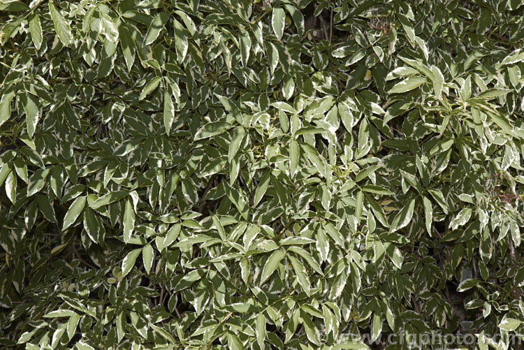 Variegated Elderberry (<i>Sambucus nigra 'Marginata'), a variegated cultivar of a spring-flowering Eurasian deciduous shrub that often naturalises and can become a weed. Its flowers and fruit can be used for wine making. The foliage edges of 'Marginata' are soft yellow when young but mature to cream. Order: Dipsacales, Family: Adoxaceae