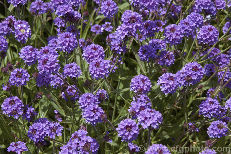 Verbena rigida 'Venosa', a bright purple-flowered cultivar of the Veined. Verbena a summer-flowering perennial native to southern Brazil and Argentina. It quickly becomes rangy and is often treated as a bedding annual. verbena-2396htm'>Verbena. .