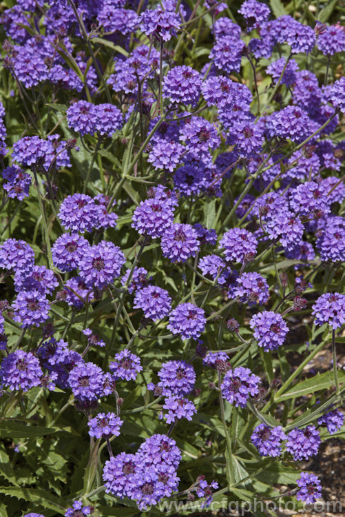 Verbena rigida 'Venosa', a bright purple-flowered cultivar of the Veined. Verbena a summer-flowering perennial native to southern Brazil and Argentina. It quickly becomes rangy and is often treated as a bedding annual. verbena-2396htm'>Verbena. .