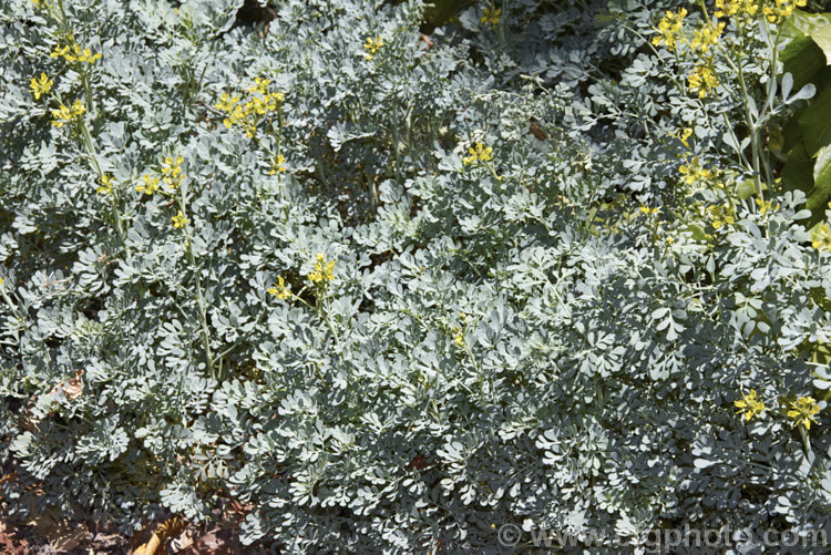 Common Rue or Herb of Grace (<i>Ruta graveolens</i>), a glaucous, 20-50cm tall subshrub found from southeastern Europe to the Balkans. It has medicinal uses but can be toxic. Order: Sapindales, Family: Rutaceae