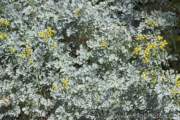 Common Rue or Herb of Grace (<i>Ruta graveolens</i>), a glaucous, 20-50cm tall subshrub found from southeastern Europe to the Balkans. It has medicinal uses but can be toxic. Order: Sapindales, Family: Rutaceae