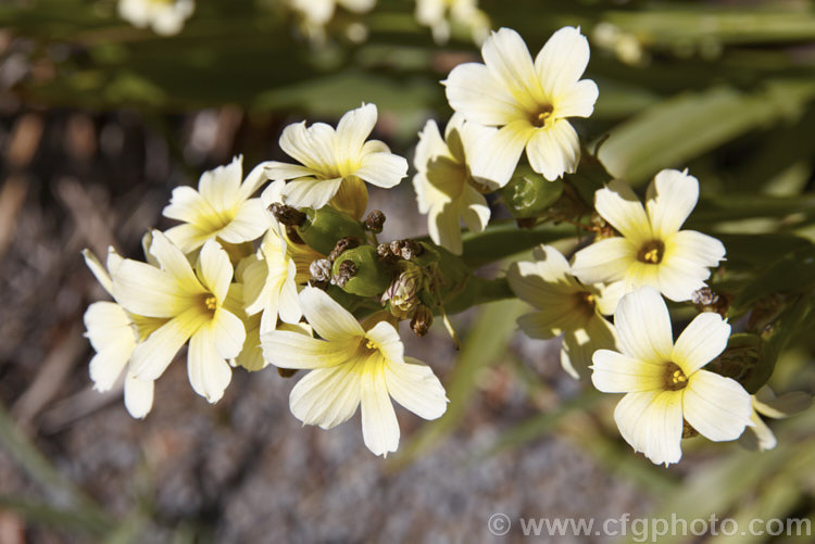 Sisyrinchium striatum (syn. Sisyrinchium nigricans, Phaiophleps nigricans</i>), a 40-80cm tall, late spring- to early summer-flowering iris-like perennial native to Argentina andChile