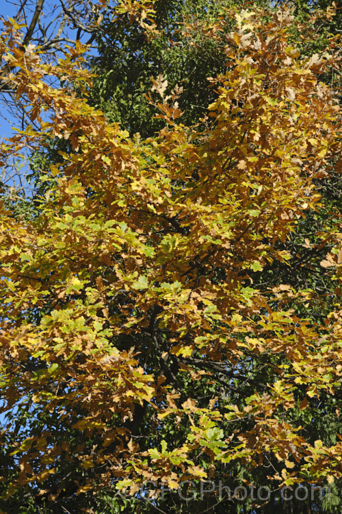 Late foliage of an English Oak or Common Oak (<i>Quercus robur</i>). This large, round-headed deciduous tree is found from Britain to western Russia. It lives to a great age and can reach 40m tall, though 20-35m is more the norm. The leaves often remain on the tree into early winter, even when quite brown and dry