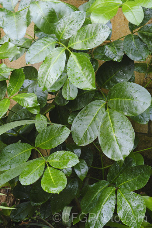 The foliage of the Three. Kings. Tecomanthe (<i>Tecomanthe speciosa</i>), a lush, evergreen vine that now occurs naturally only on the Three. KingsIslands off the North Island of New Zealand Indeed, although it is well-established in cultivation, just one plant has been found in the wild, in 1945. The greenish cream flowers open in autumn to winter and develop into conspicuous pods. tecomanthe-3351htm'>Tecomanthe <a href='bignoniaceae-plant-family-photoshtml'>Bignoniaceae</a>. Order: Lamiales</a>