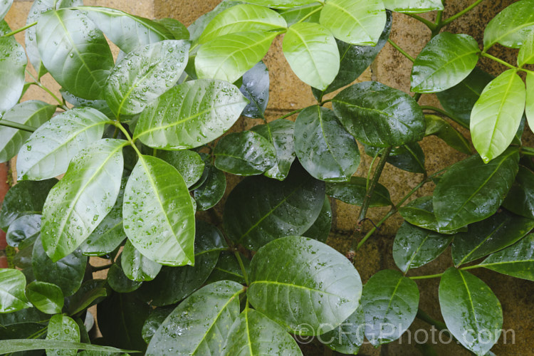 The foliage of the Three. Kings. Tecomanthe (<i>Tecomanthe speciosa</i>), a lush, evergreen vine that now occurs naturally only on the Three. KingsIslands off the North Island of New Zealand Indeed, although it is well-established in cultivation, just one plant has been found in the wild, in 1945. The greenish cream flowers open in autumn to winter and develop into conspicuous pods. tecomanthe-3351htm'>Tecomanthe <a href='bignoniaceae-plant-family-photoshtml'>Bignoniaceae</a>. Order: Lamiales</a>