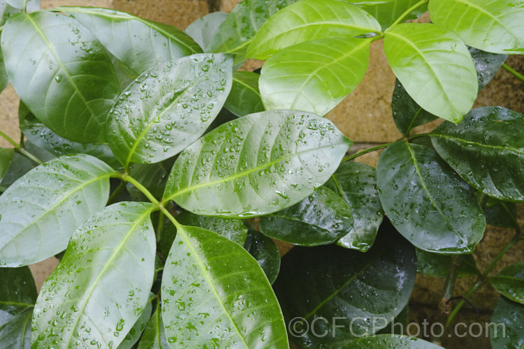 The foliage of the Three. Kings. Tecomanthe (<i>Tecomanthe speciosa</i>), a lush, evergreen vine that now occurs naturally only on the Three. KingsIslands off the North Island of New Zealand Indeed, although it is well-established in cultivation, just one plant has been found in the wild, in 1945. The greenish cream flowers open in autumn to winter and develop into conspicuous pods. tecomanthe-3351htm'>Tecomanthe <a href='bignoniaceae-plant-family-photoshtml'>Bignoniaceae</a>. Order: Lamiales</a>