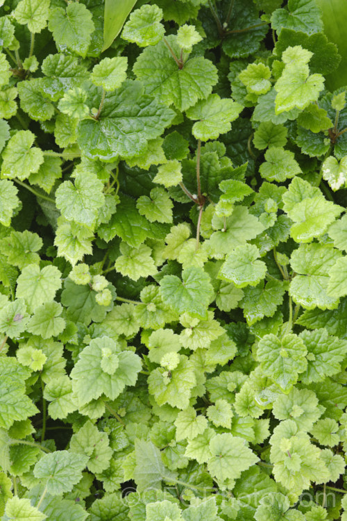 Piggyback or Pickaback Plant (<i>Tolmiea menziesii</i>), a soft-leafed evergreen perennial native to western North America as far north as coastal. Alaska. Often grown as a house plant. Order: Saxifragales, Family: Saxifragaceae