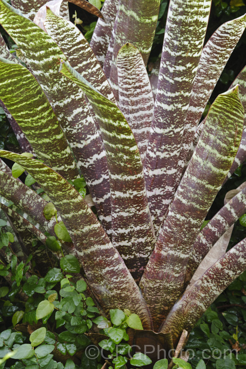 Vriesea fosteriana 'Rubra', a boldly colour purplish-red leafed cultivar of a bromeliad native to Brazil. In addition to the colour. The leaves have horizontal banding. It is grown more for its foliage than its flowers. vriesea-2928htm'>Vriesea. Order: Poales</a>