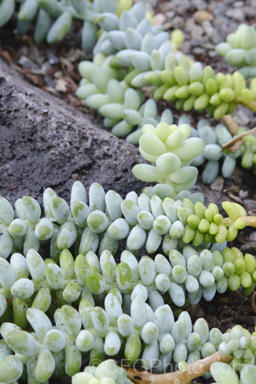 Donkey’s. Tail or Burro’s. Tail (<i>Sedum morganianum</i>), a trailing evergreen succulent native to southern Mexico. The stems are up to 60cm long and produce pink to reddish flowers at the tips in late spring to summer. It is often cultivated as a hanging basket plant. sedum-2492htm'>Sedum. <a href='crassulaceae-plant-family-photoshtml'>Crassulaceae</a>. Order: Saxifragales</a>