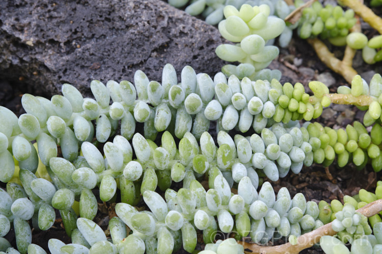 Donkey’s. Tail or Burro’s. Tail (<i>Sedum morganianum</i>), a trailing evergreen succulent native to southern Mexico. The stems are up to 60cm long and produce pink to reddish flowers at the tips in late spring to summer. It is often cultivated as a hanging basket plant. sedum-2492htm'>Sedum. <a href='crassulaceae-plant-family-photoshtml'>Crassulaceae</a>. Order: Saxifragales</a>