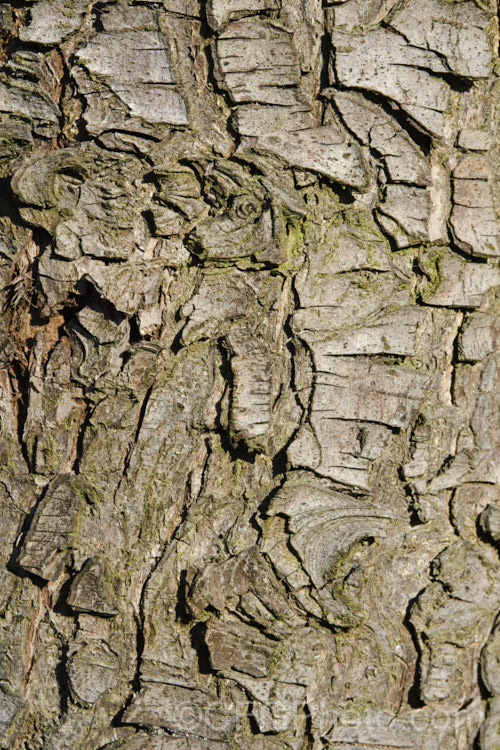 The bark of a European Pear (<i>Pyrus communis</i>) cultivar. Order: Rosales, Family: Rosaceae